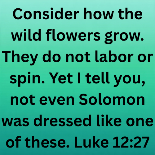 Consider how the wild flowers grow. They do not labor or spin. Yet I tell you, not even Solomon was dressed like one of these. Luke 12:27