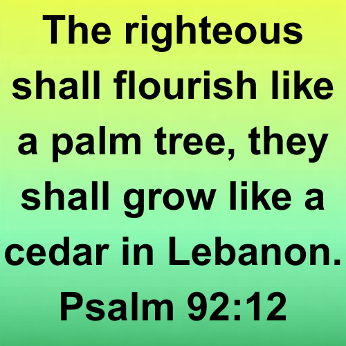 The righteous shall flourish like a palm tree, they shall grow like a cedar in Lebanon. Psalm 92:12