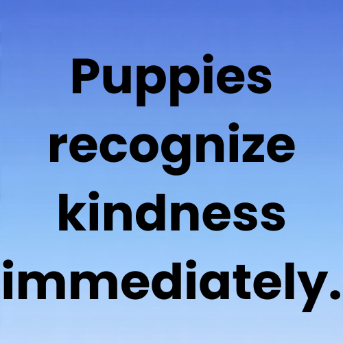 Puppies recognize kindness immediately.