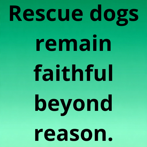 Rescue dogs remain faithful beyond reason.