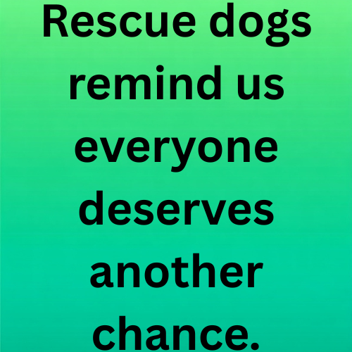 Rescue dogs remind us everyone deserves another chance.