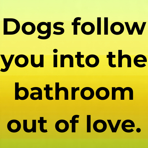 Dogs follow you into the bathroom out of love.