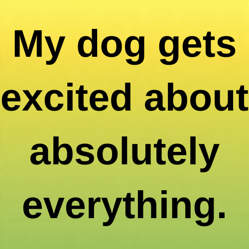My dog gets excited about absolutely everything.