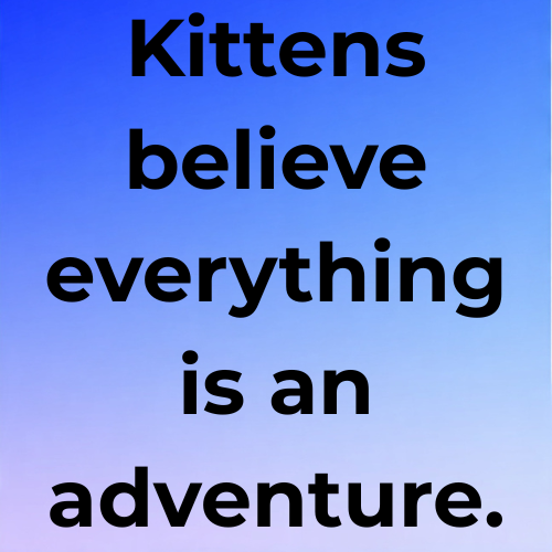 Kittens believe everything is an adventure.