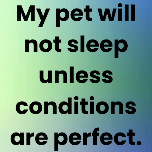 My pet will not sleep unless conditions are perfect.
