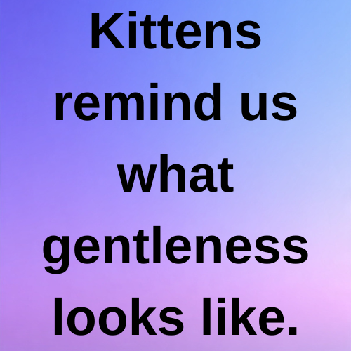 Kittens remind us what gentleness looks like.