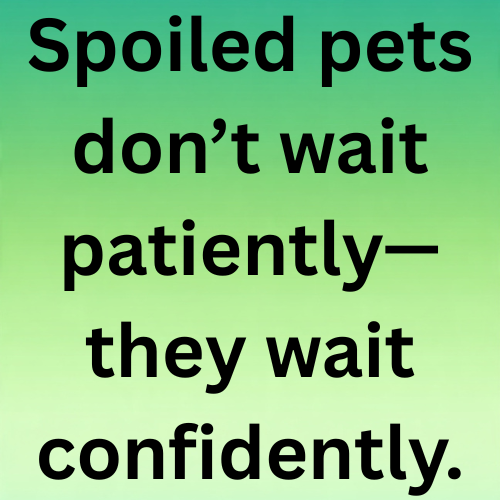 Spoiled pets don’t wait patiently—they wait confidently.