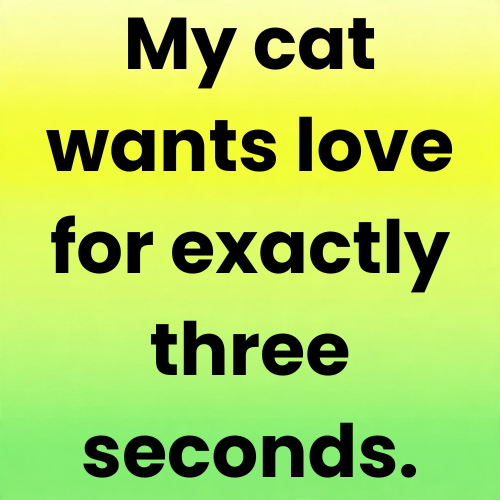 My cat wants love for exactly three seconds.