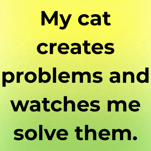 My cat creates problems and watches me solve them.