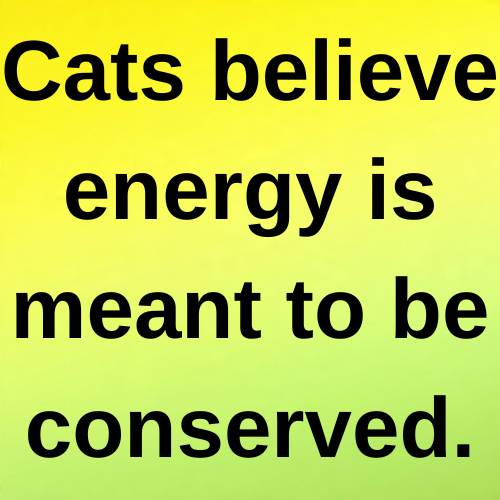 Cats believe energy is meant to be conserved.