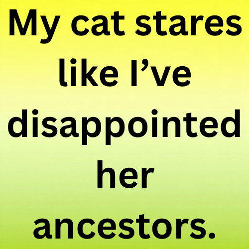 My cat stares like I’ve disappointed her ancestors.