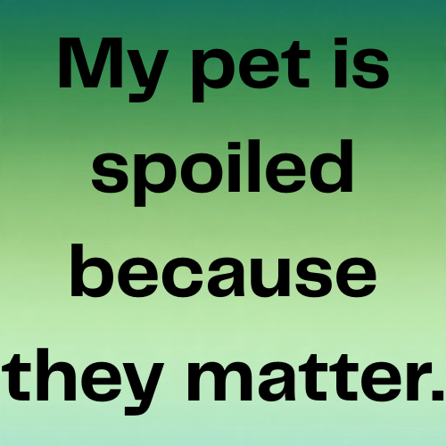 My pet is spoiled because they matter.
