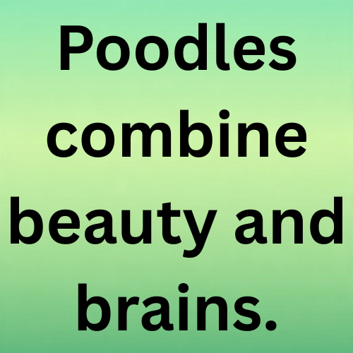 Poodles combine beauty and brains.