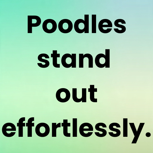 Poodles stand out effortlessly.