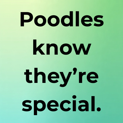 Poodles know they’re special.