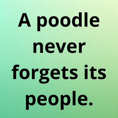 A poodle never forgets its people.